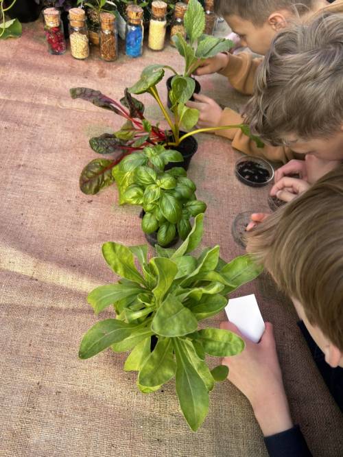 Gronomija: Mala akademija za učenje o biljkama i čarolijama