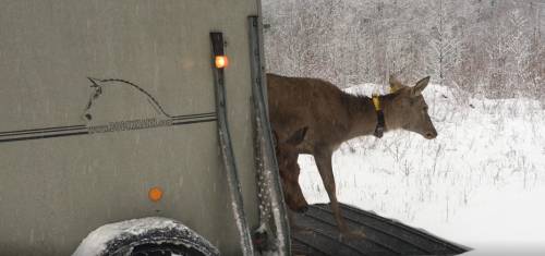 Ispuštanje označenih jedinki jelenske divljači GPS telemetrijskim ogrlicama