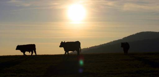 Organic Agriculture with Agrotourism