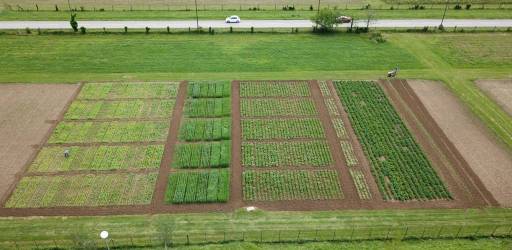 Department of Field Crops, Forage and Grassland