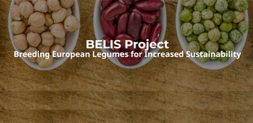Počinje projekt 'BELIS' koji financira Horizon Europe: Oplemenjivanje europskih mahunarki za veću održivost