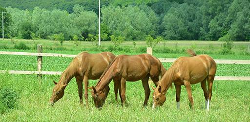 Zašto studirati Animalne znanosti