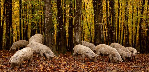 Meso turopoljske svinje postalo 45. hrvatski proizvod zaštićenog naziva u Europskoj uniji