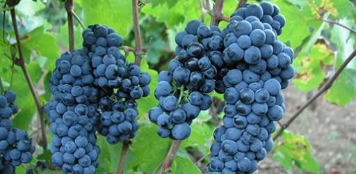 Program cjeloživotnog obrazovanja „Grožđe i vino – od vinograda do stola“ 2022.