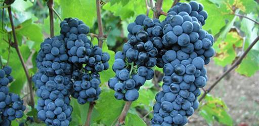 Program cjeloživotnog obrazovanja „Grožđe i vino - od vinograda do stola“
