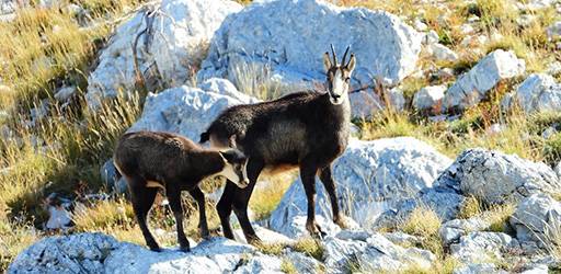 Obrana doktorskog rada :: Sunčica Stipoljev, mag. oecol. et prot. nat.