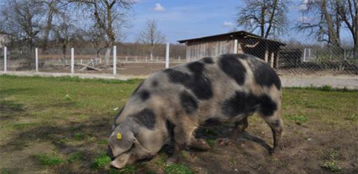 Obrana nacrta doktorskog rada :: Ivan Stupnišek, mag. ing. agr.