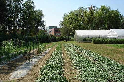 Department of Vegetable Crops