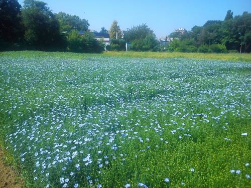 Department of Field Crops, Forage and Grassland