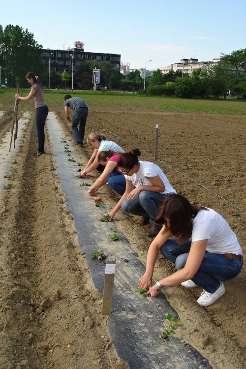 Department of Vegetable Crops