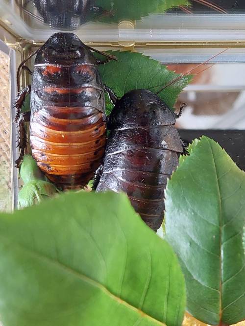 Na Tjednu znanosti predstavljen Agronomski fakultet