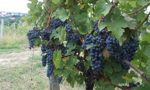 Program cjeloživotnog obrazovanja „Grožđe i vino – od vinograda do stola“