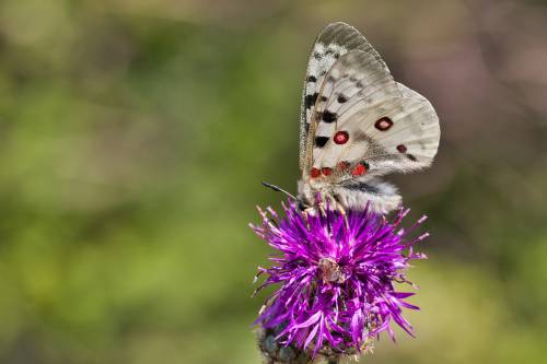 Početak projekta Zoo LIFE Pollinators