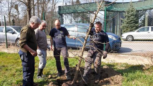 Agronomski fakultet pridružio se inicijativi Dani kolektivne sadnje drveća u Hrvatskoj u 2021.