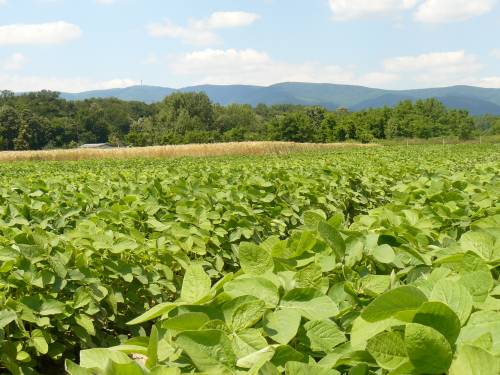 Department of Plant Breeding, Genetics and Biometrics