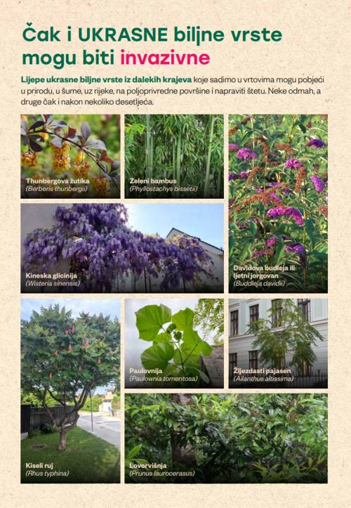 LIFE OrnamentalIAS prisutan online