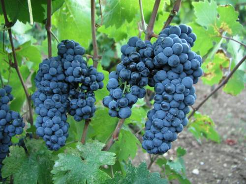 Program cjeloživotnog obrazovanja „Grožđe i vino – od vinograda do stola“