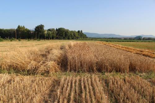 Department of Field Crops, Forage and Grassland