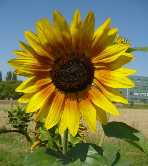 Department of Field Crops, Forage and Grassland