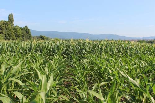 Department of Field Crops, Forage and Grassland