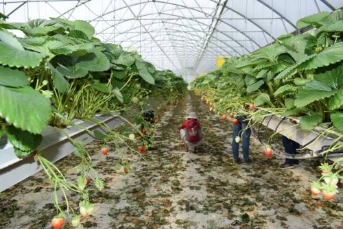 V. Balkan Symposium on Fruit Growing