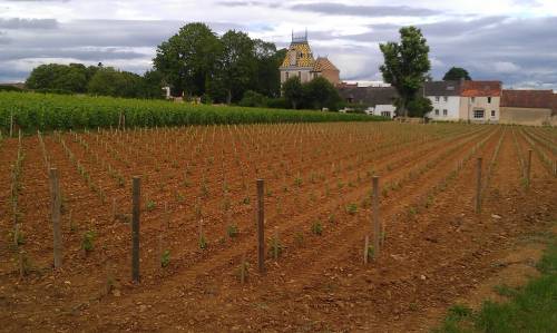 Program cjeloživotnog obrazovanja „Grožđe i vino – od vinograda do stola“