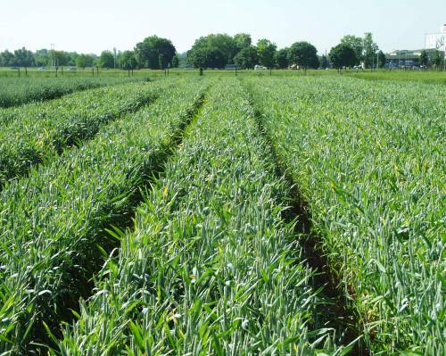 Department of Plant Breeding, Genetics and Biometrics