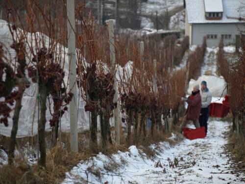 Program cjeloživotnog obrazovanja „Grožđe i vino – od vinograda do stola“