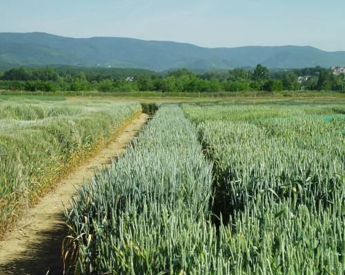 Department of Plant Breeding, Genetics and Biometrics