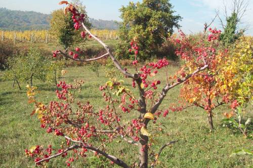 Pokušalište Jazbina - Voćarstvo