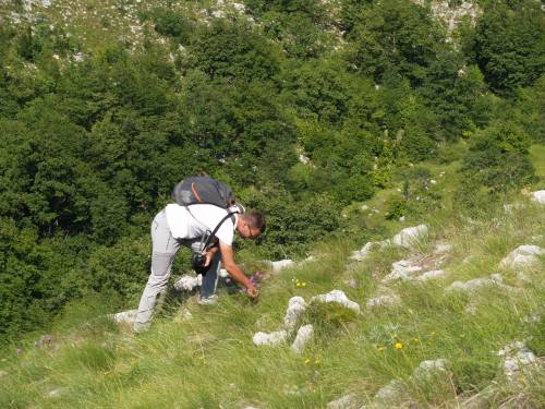 Sakupljanje biljnog materijala za ZAGR u sklopu projekta kartiranje Parka prirode Dinara