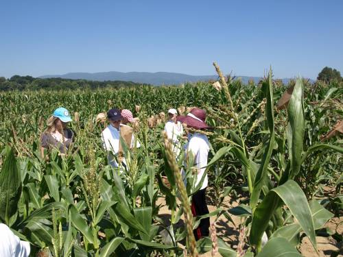 Department of Plant Breeding, Genetics and Biometrics