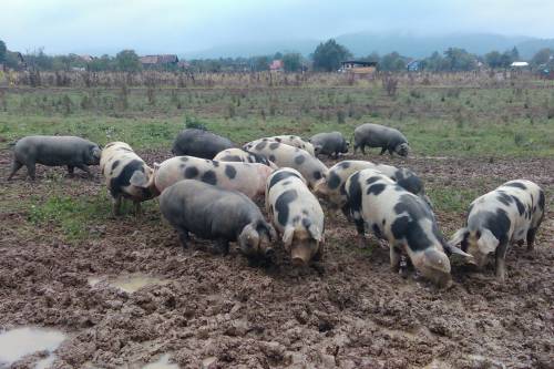 Prijediplomski studij Animalne znanosti