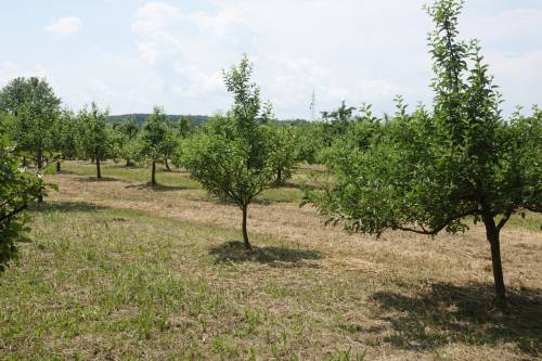 Pokušalište Šašinovec - Voćarstvo