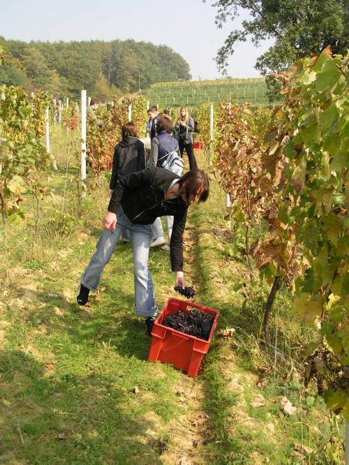 Program cjeloživotnog obrazovanja „Grožđe i vino – od vinograda do stola“