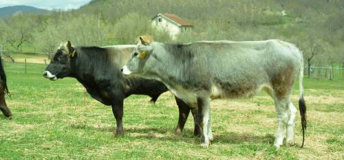 Prijediplomski studij Animalne znanosti