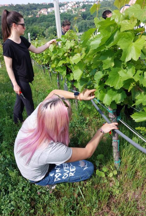 Cjeloživotno obrazovanje -"Grožđe i vino – od vinograda do stola"