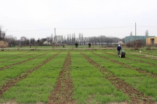 Department of Field Crops, Forage and Grassland