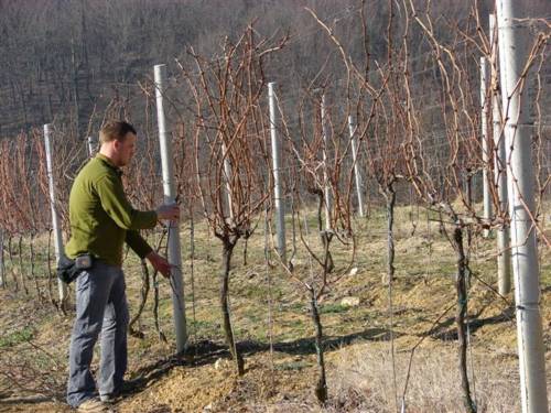 Program cjeloživotnog obrazovanja „Grožđe i vino – od vinograda do stola“