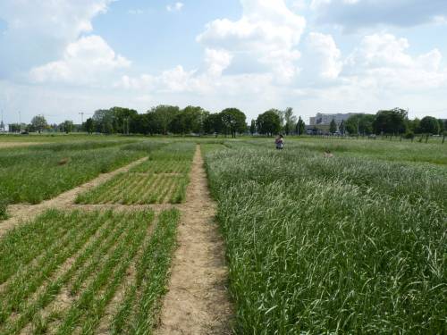 Department of Field Crops, Forage and Grassland