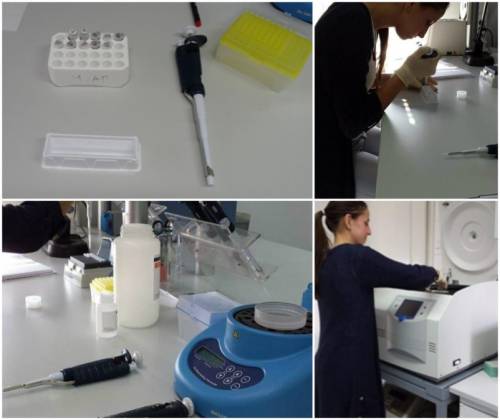 Izolacija DNA u laboratoriju
