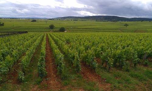 Program cjeloživotnog obrazovanja „Grožđe i vino – od vinograda do stola“