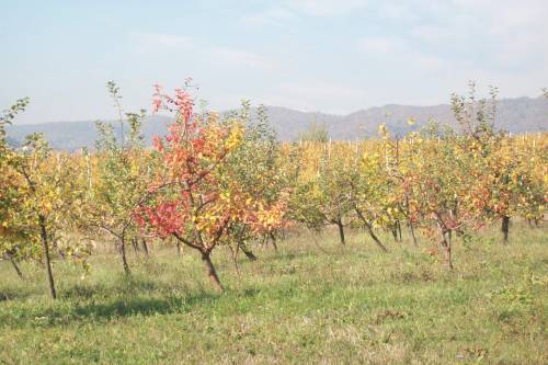 Pokušalište Jazbina - Voćarstvo