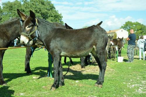 Prijediplomski studij Animalne znanosti