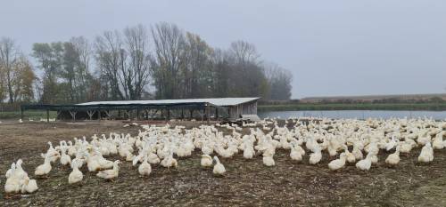 Prijediplomski studij Animalne znanosti