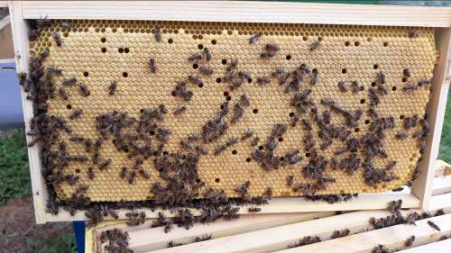 Cjeloživotno obrazovanje - „Suvremeno pčelarstvo"