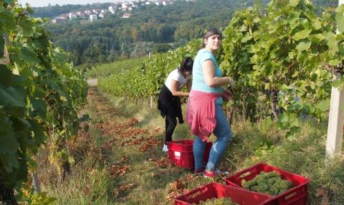 Program cjeloživotnog obrazovanja „Grožđe i vino – od vinograda do stola“