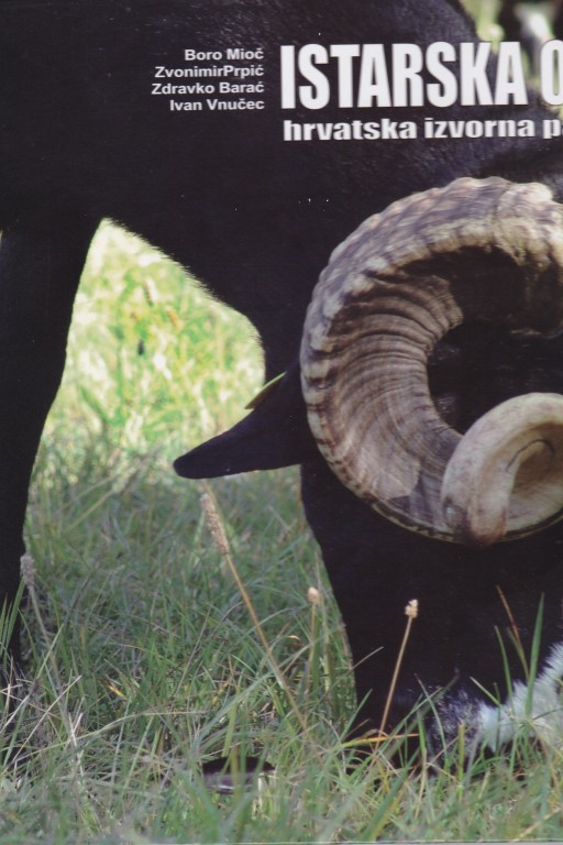 Istarska ovca - hrvatska izvorna pasmina